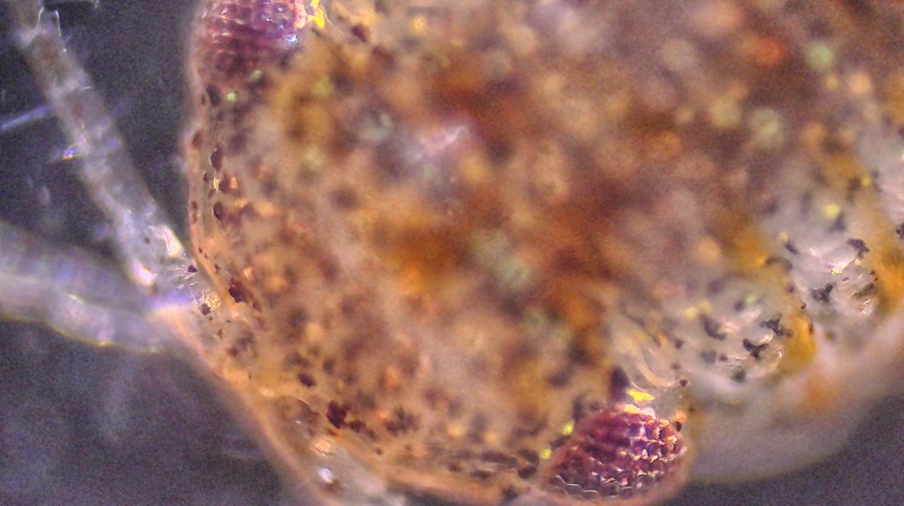 La pallina corazzata del mare: il crostaceo isopode Lekanesphaera